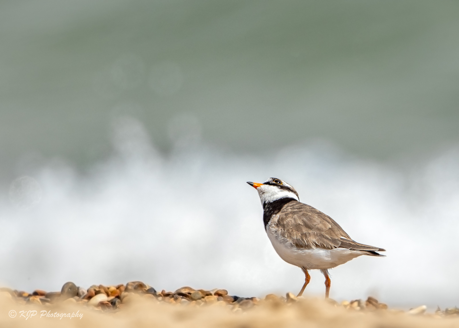 Ringed Plover 2 By Kevin Pigney