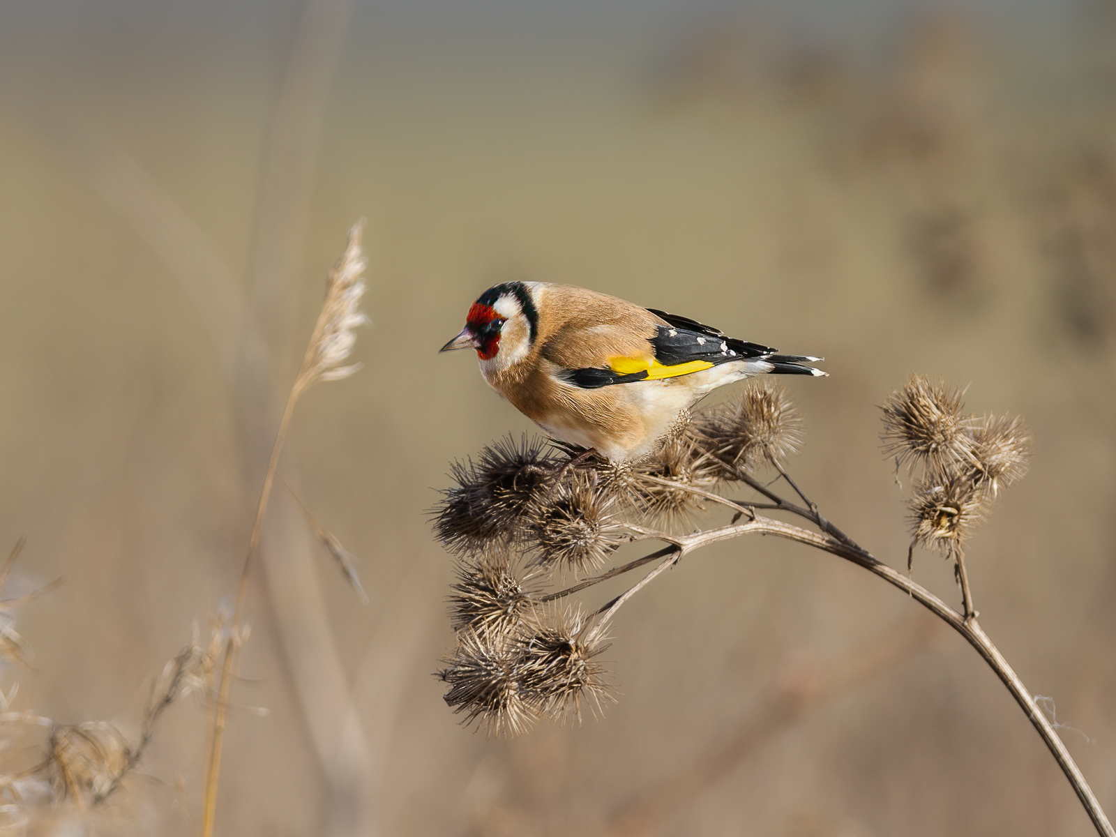 Goldfinch By Mike Harris