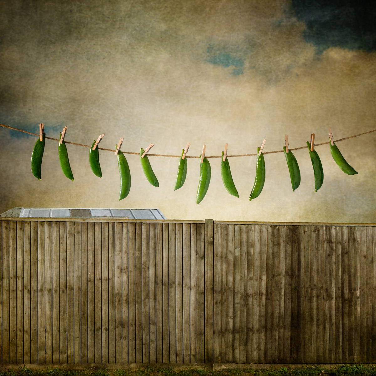 006 Washing Line Series – Mangetout By Andrew Barrow FRPS