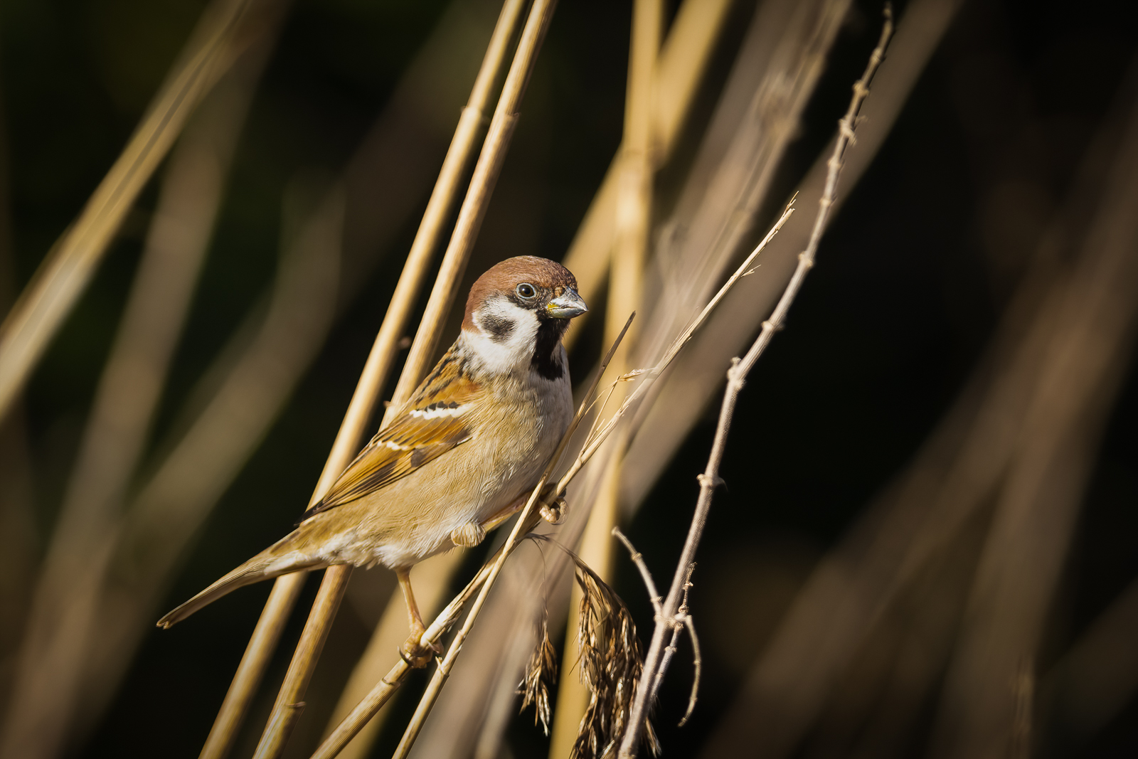Tree Sparrow By Mike Harris