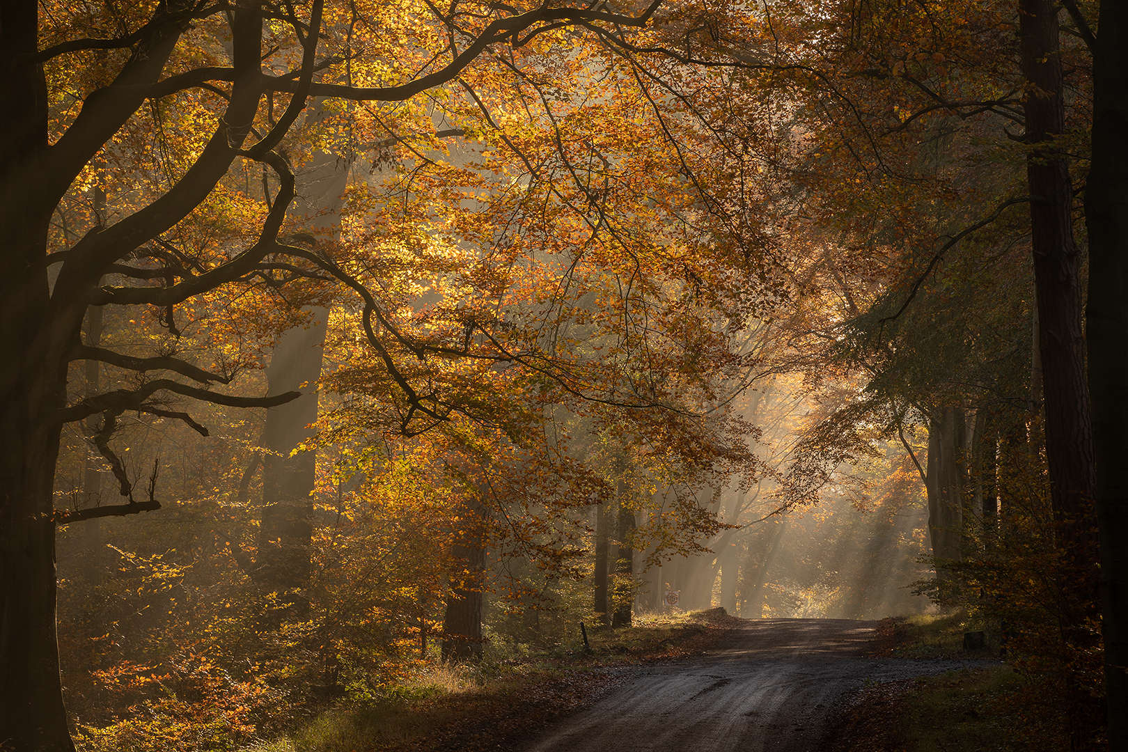 UK20 797 Sunbeams, Grand Avenue, Savernake Forest, Wiltshire © Robert Harvey