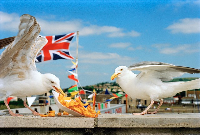 Martin Parr Seagulls