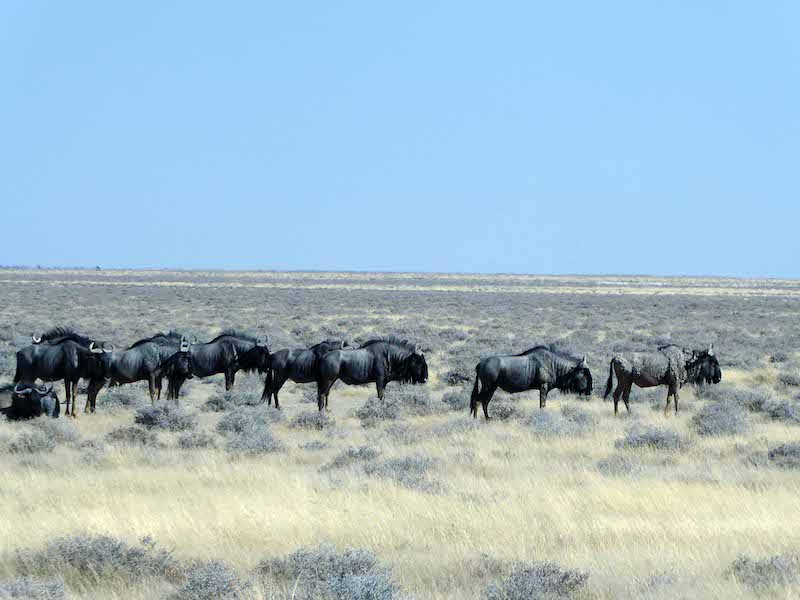 Etosha wildebeest