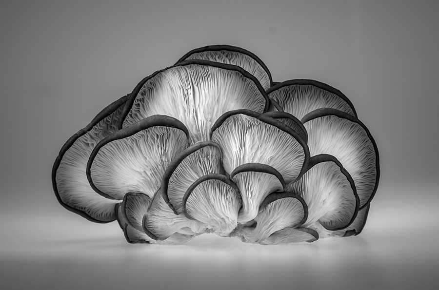 The back of the mushroom by Jinyng Jian (China) 