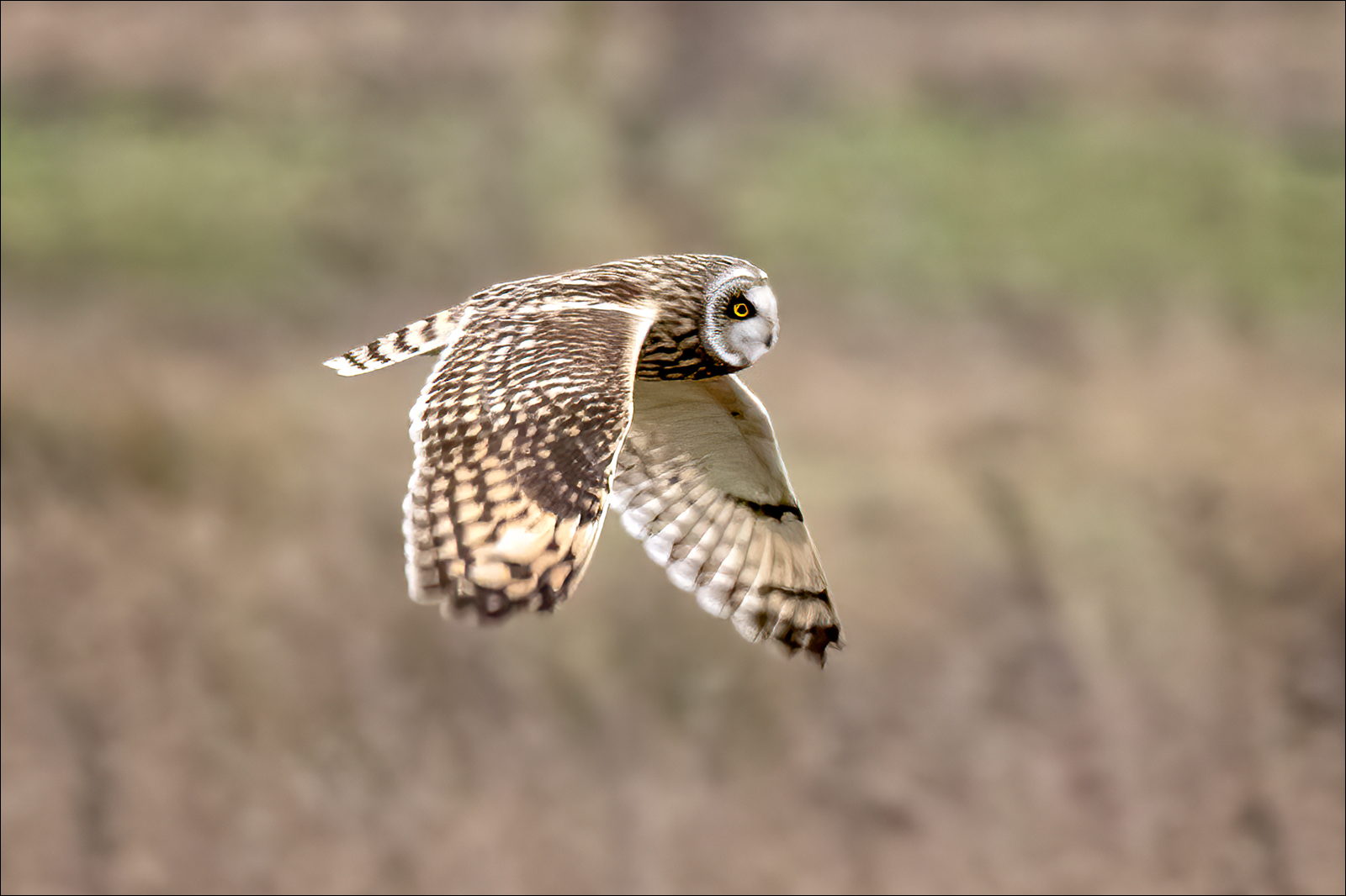 Short Eared Owl By Duncan Locke ARPS