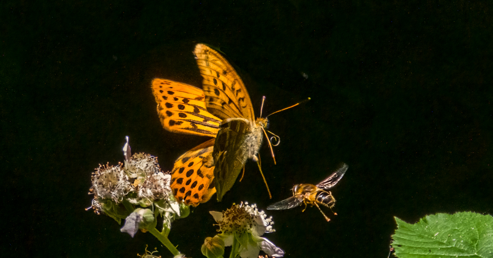 Silver Washed Fritillary And Hoverfly By Ann Miles