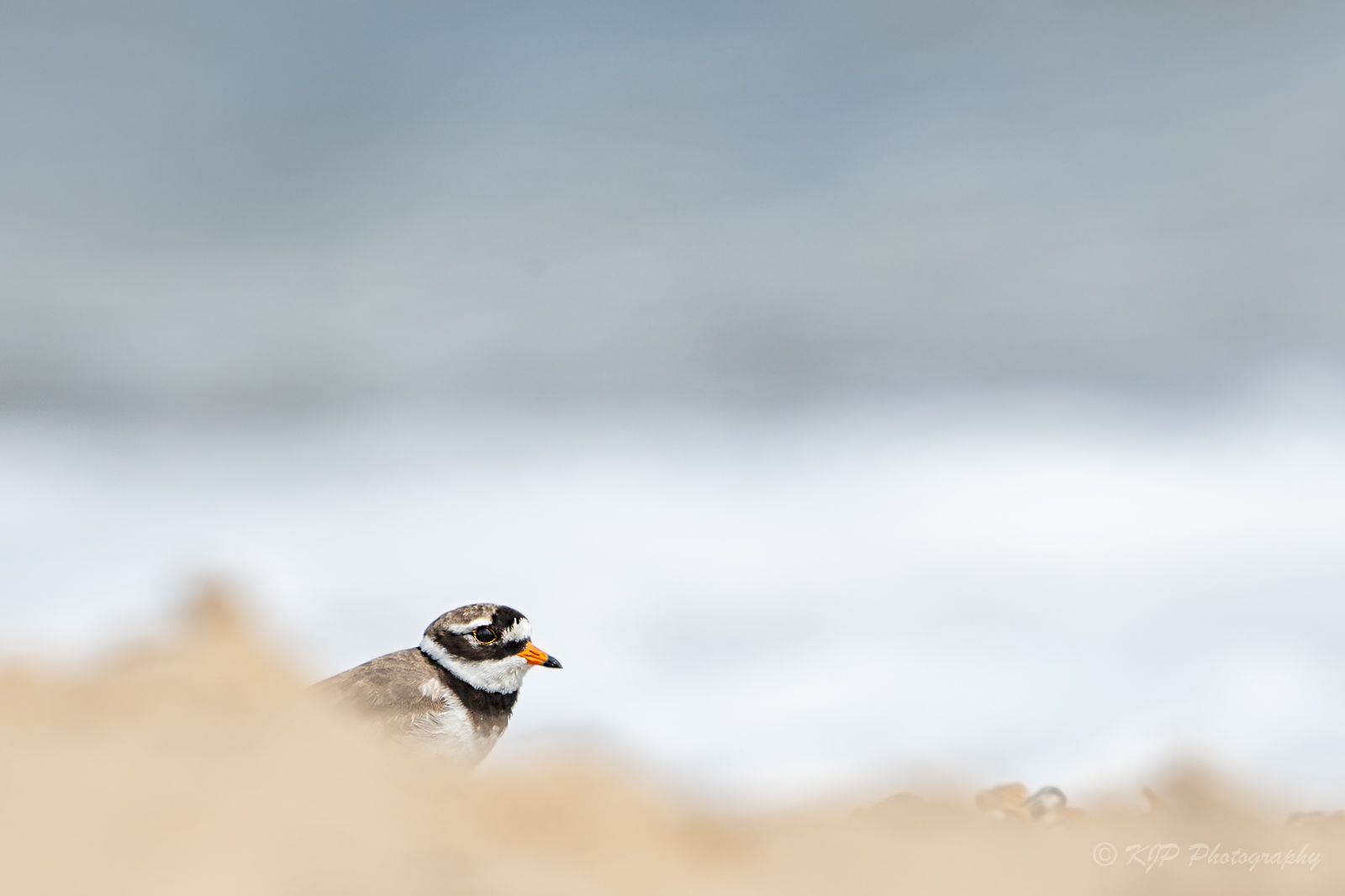 Ringed Plover 1 By Kevin Pigney