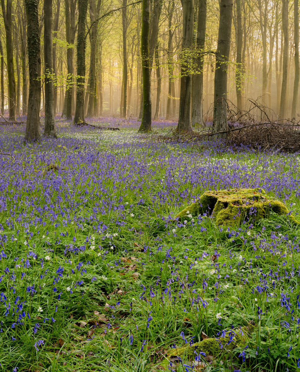 Early Spring Morning In Bluebell Woods by Richard Inwood 