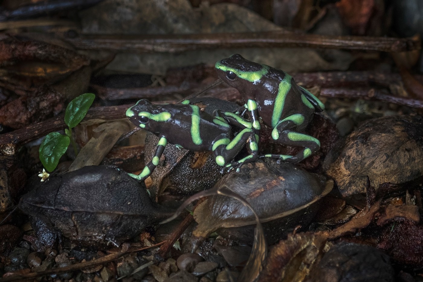 15. Green & Black Poison Dart Frogs
