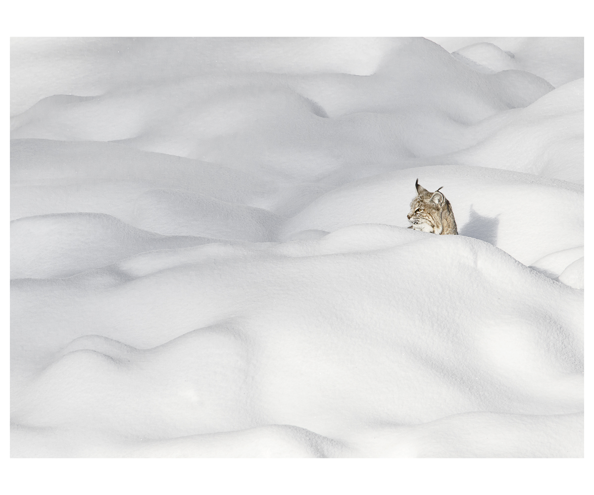 WILMAN Rosemary Bobcat In Snow, Yellowstone