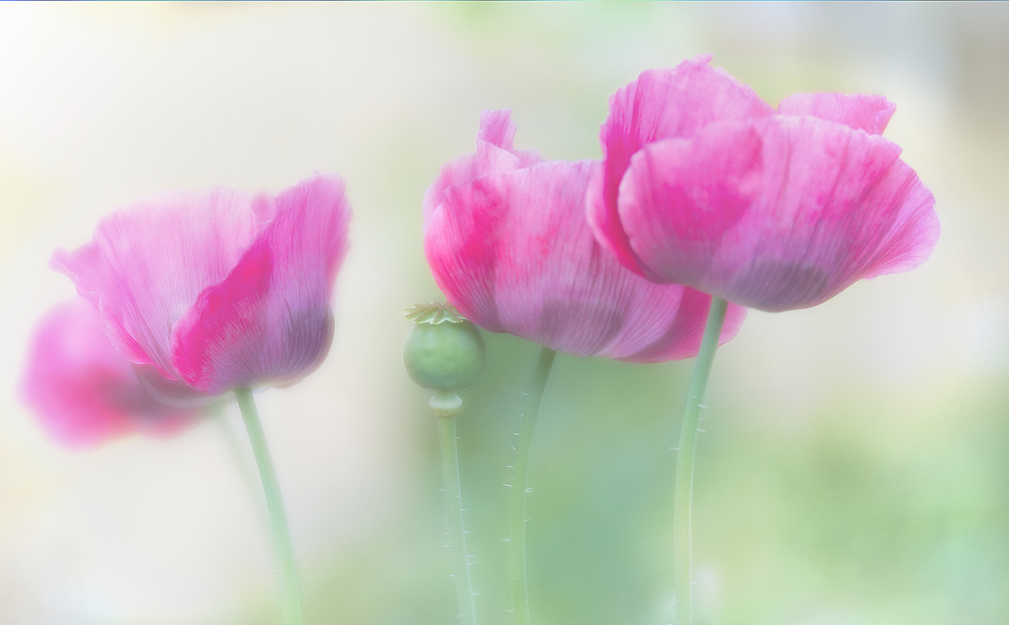 In The Pink By Trevor Rudkin LRPS