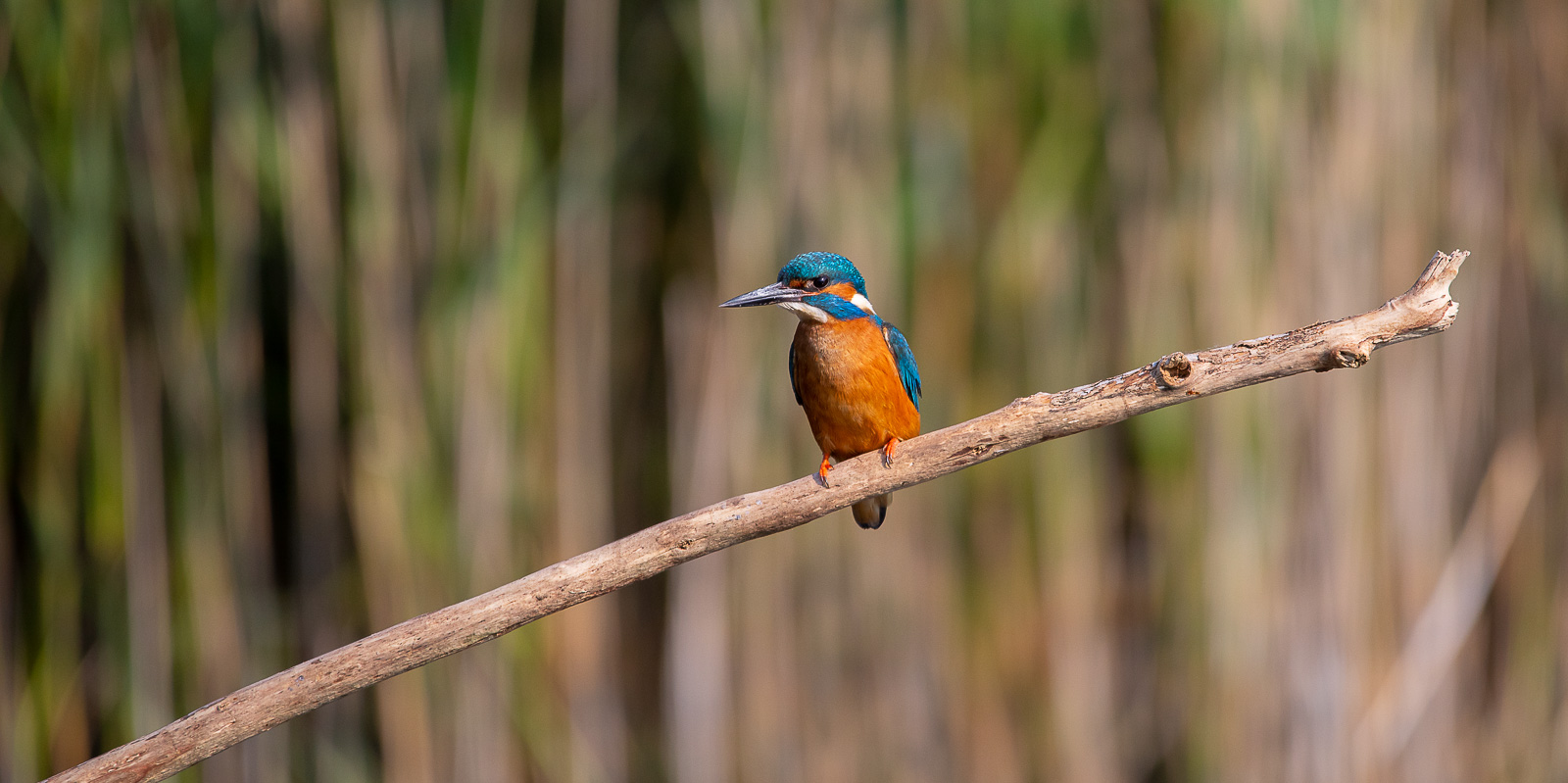 Kingfisher By Marcella
