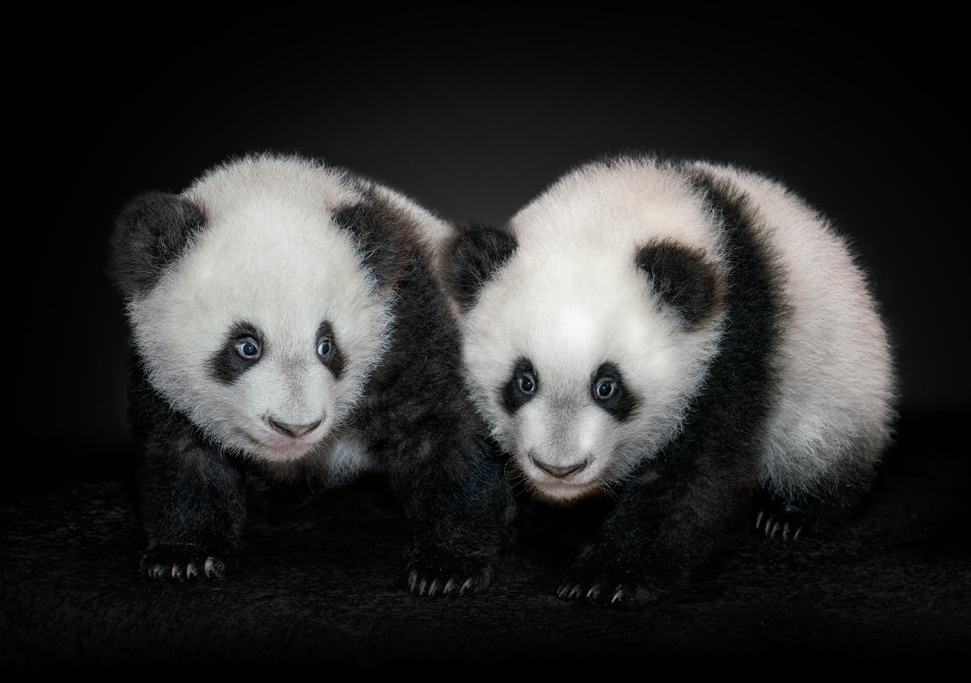 506 Panda Babies 1