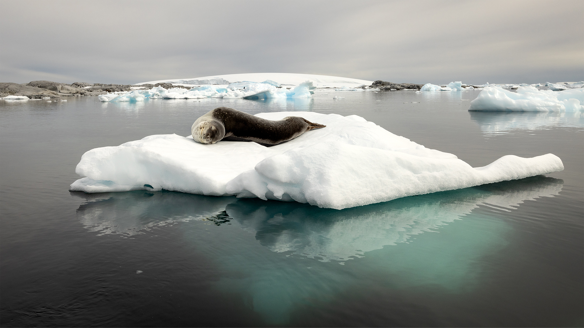 Leapard Seal Sleeping On Ice Floe © Digmem