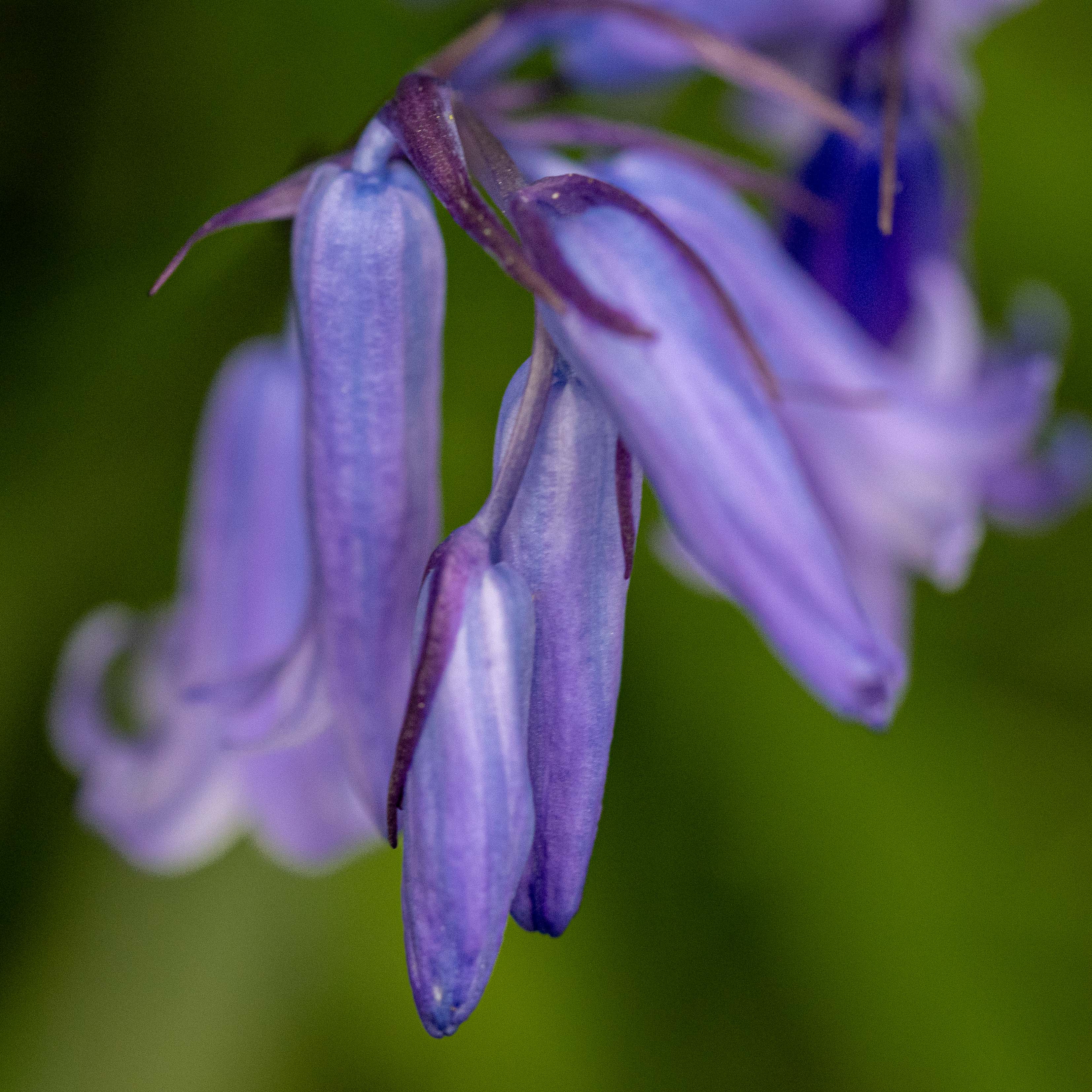 Another Bluebell