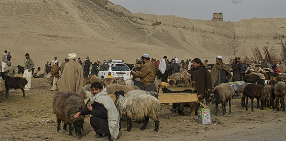 Afghan Sheep Market