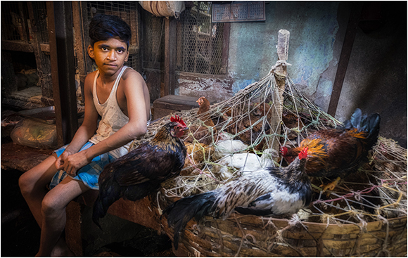 Chickens For Sale Kolkata