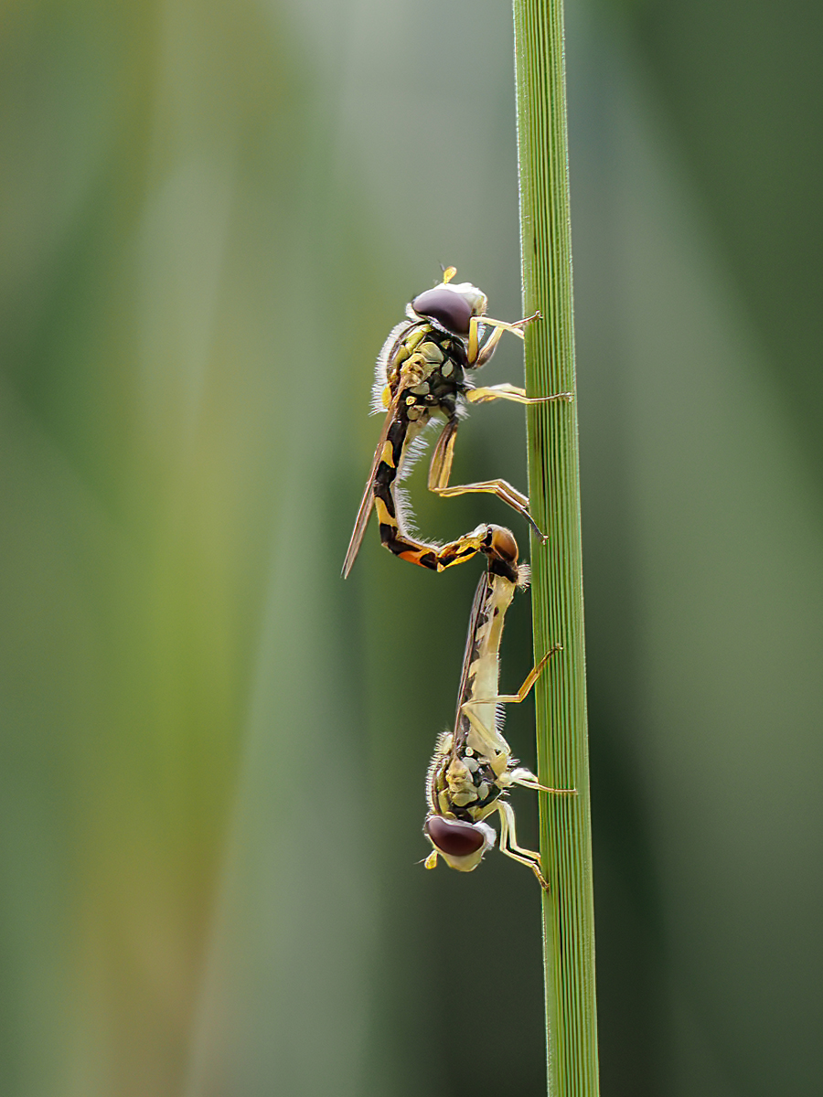 Mating Hoverflies By Ken Rasmussen
