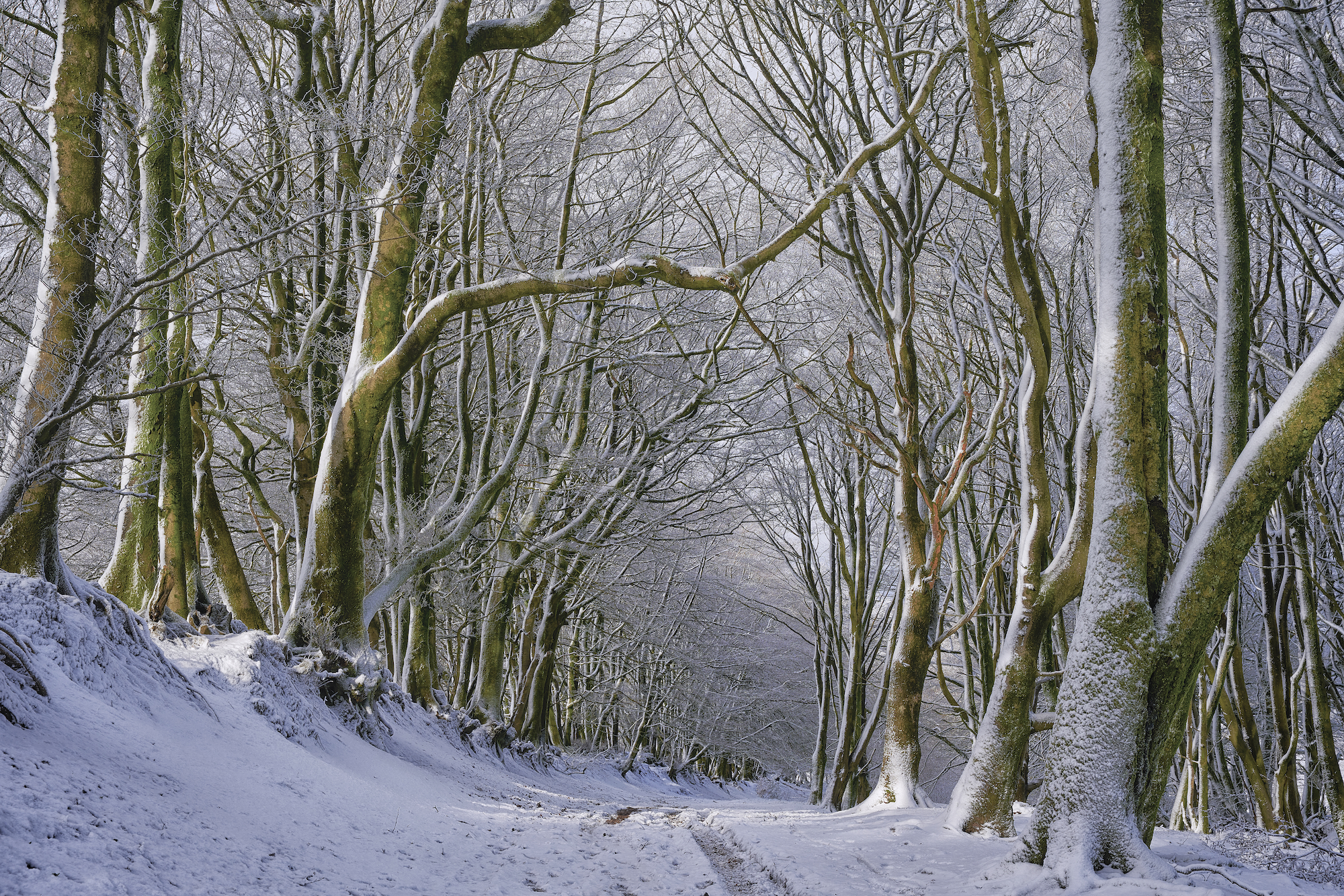 Snowy Wood By Ian Iles