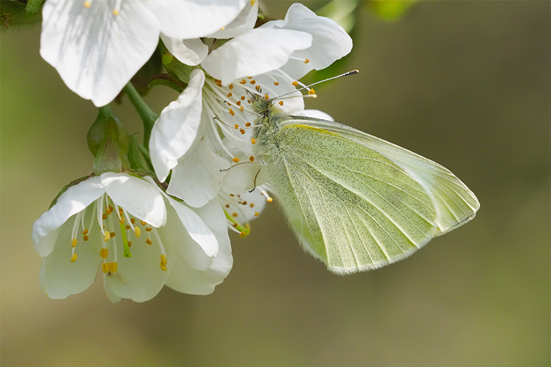 Spotlight Small White Butterfly