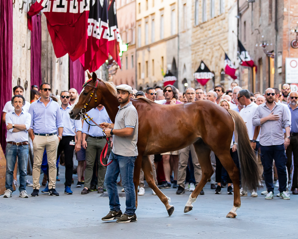 Drago Contrada Lead Remorex (Their Horse) To Piazza Del Campo For The Palio Di Siena Trial