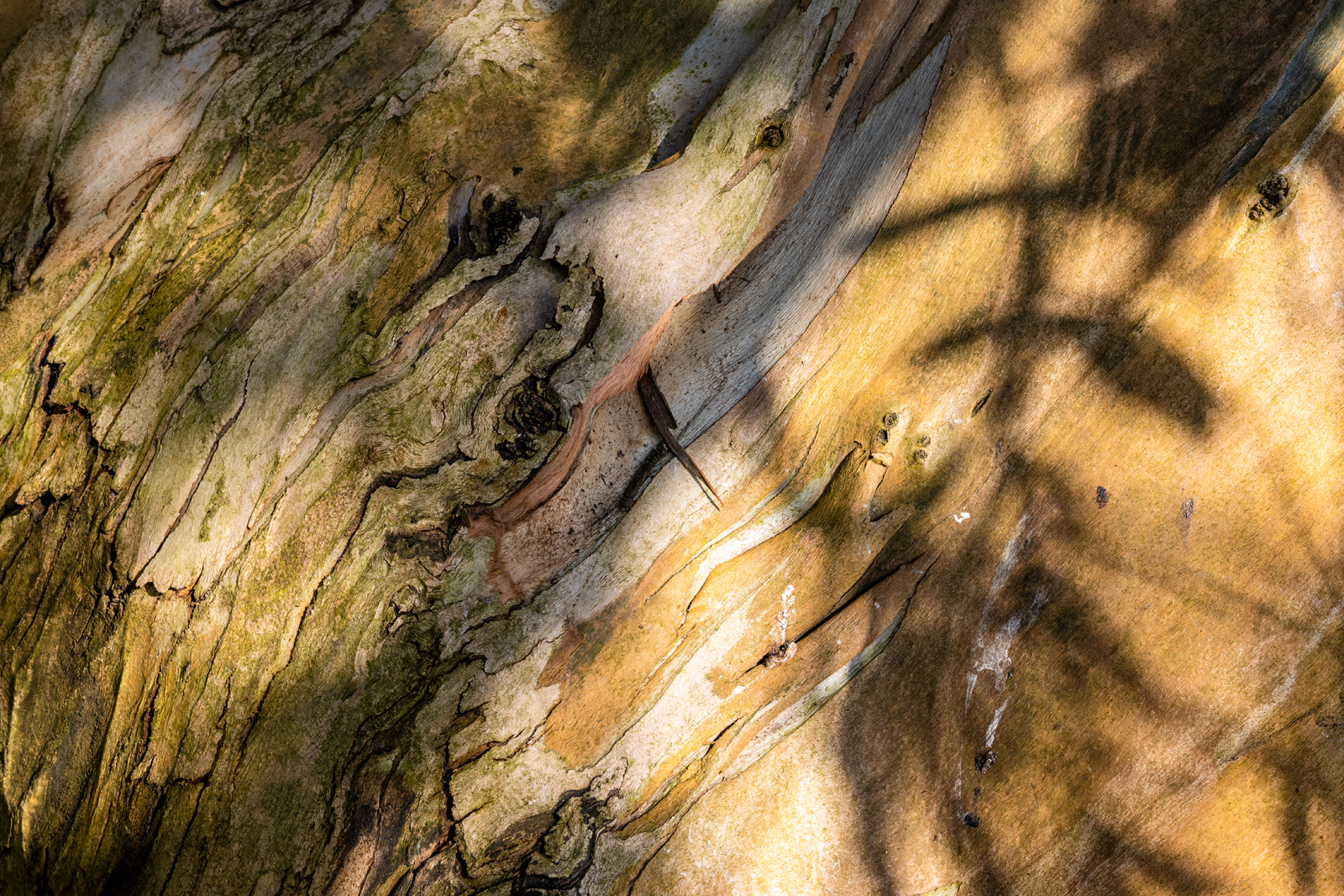 Tree Bark And Shadow By Joan Jordan