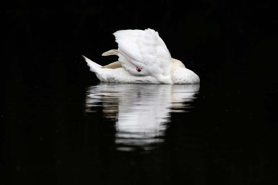 Black Swan By Gareth Goldthorpe LRPS (France)