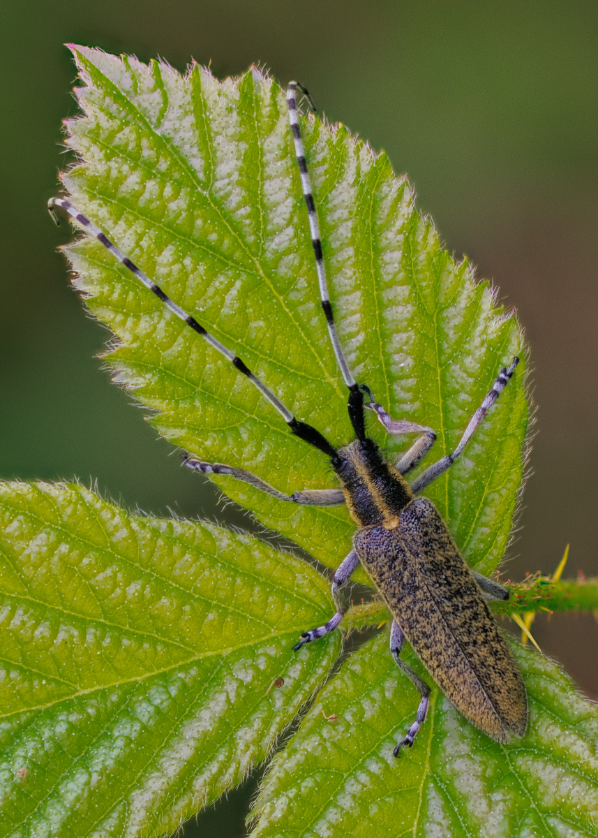 Golden Bloomed Grey Longhorn Beetle By Andre Neves