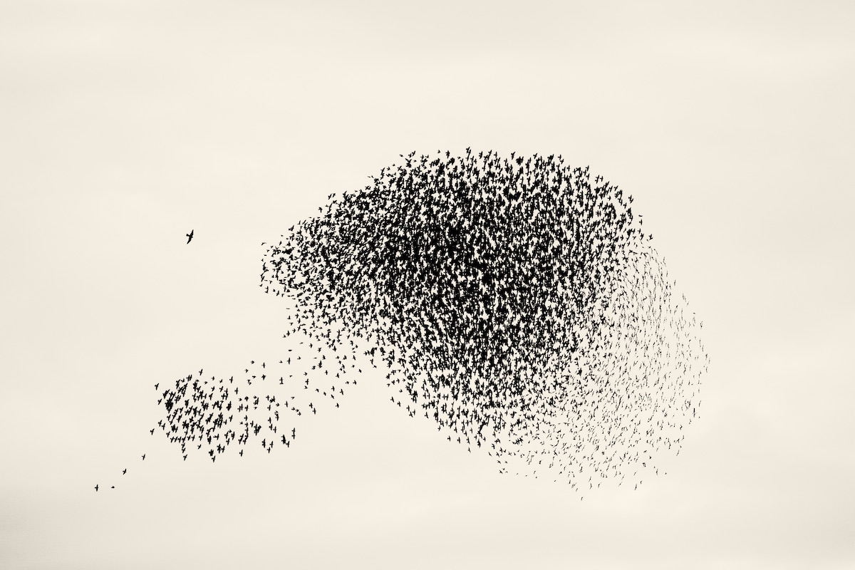 From The Series Starlings By Søren Solkær