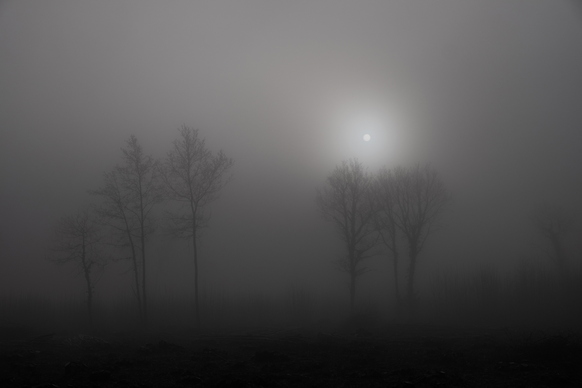 Hunton Mist By David Scrivener LRPS