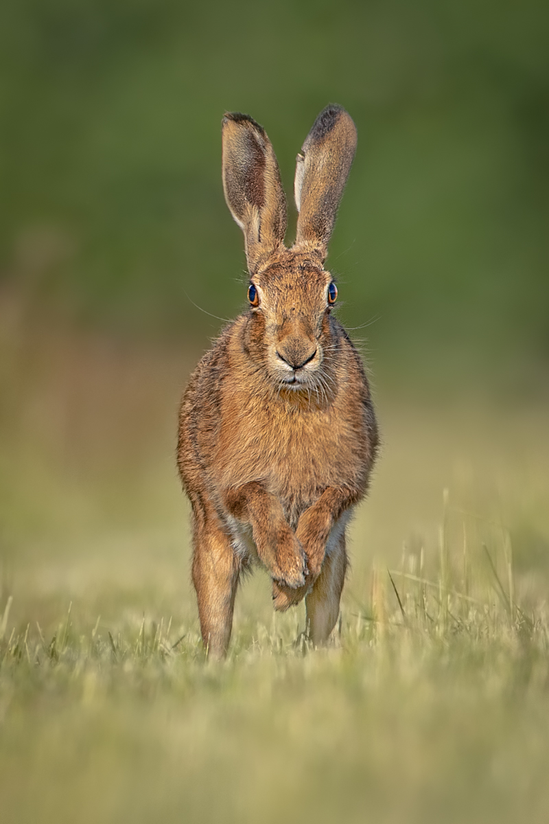 Brown Hare Head On
