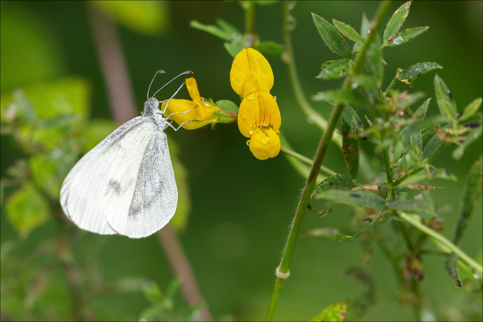 Wood White On Vetch By Dave Mckay ARPS