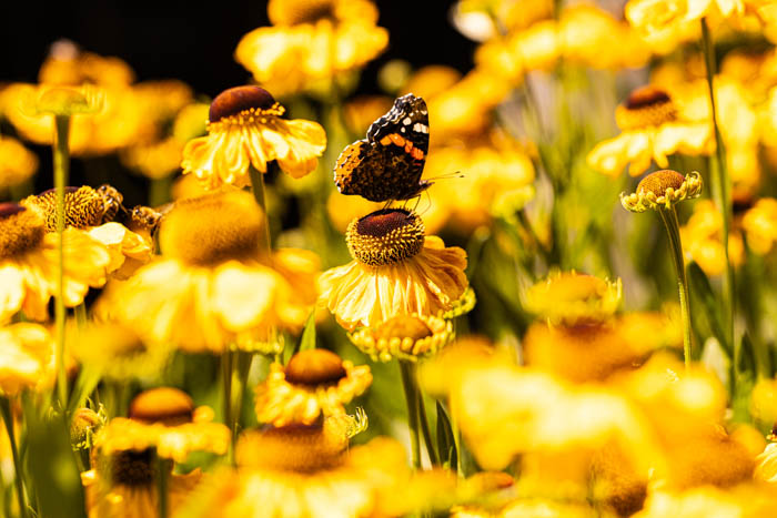 09 Nazaybey Butterflyandsunflowers 01