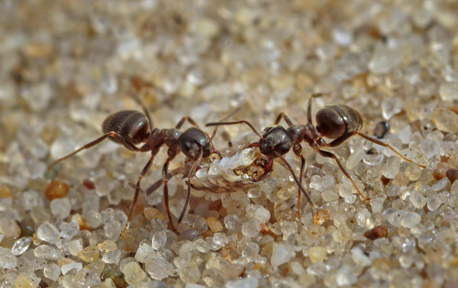 Small Black Ants ( Lasius Niger) By John Bulpitt