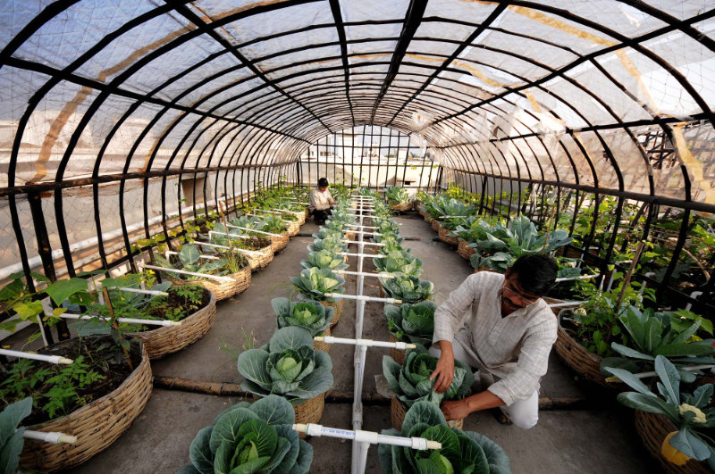 1654 Rooftop Organic Farming By Sudipto Das