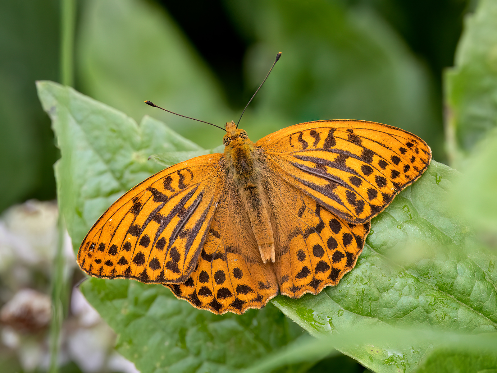 Silver Washed Fritillary By Duncan Locke ARPS