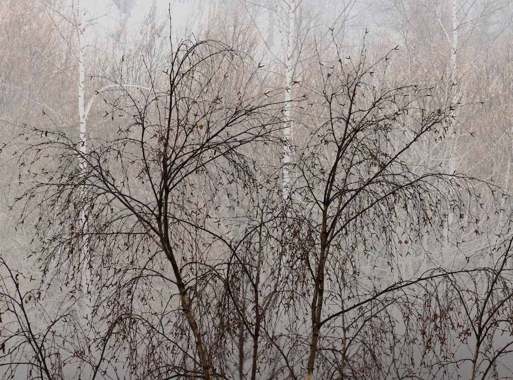 Winter trees by Lyn Pascoe