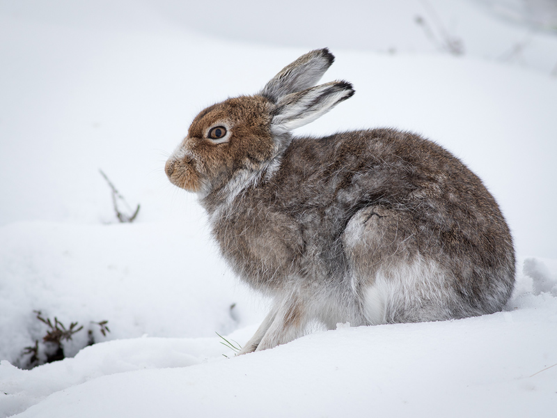 UK18 225 Mountain Hare (Lepus Timidus) Robert Harvey