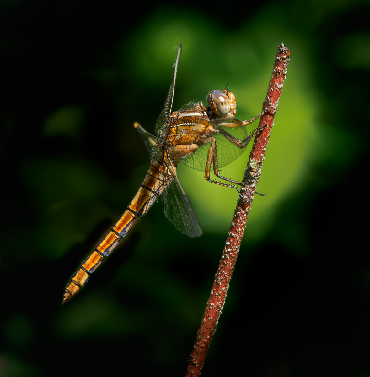 Keeled Skimmer (F) By Ann Miles