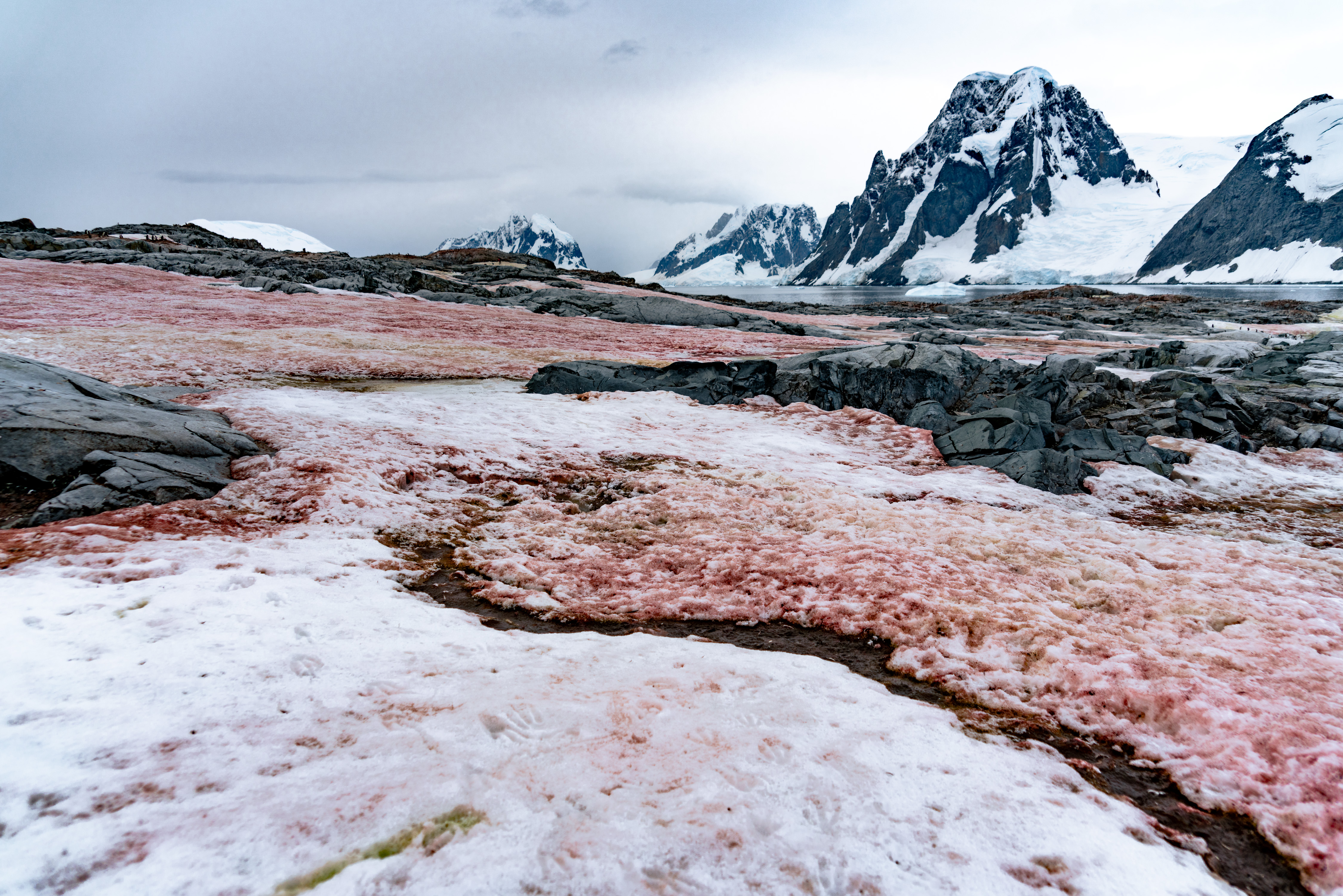 Chlamydomonas Nivalis Red Pigmented Green Algae Antarctica By Victoria Stokes ARPS