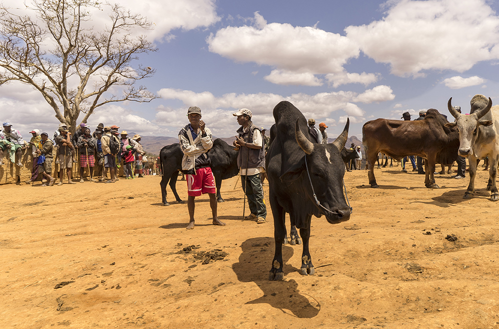 Cattle Market, Madagascar by Lynda Golightly 