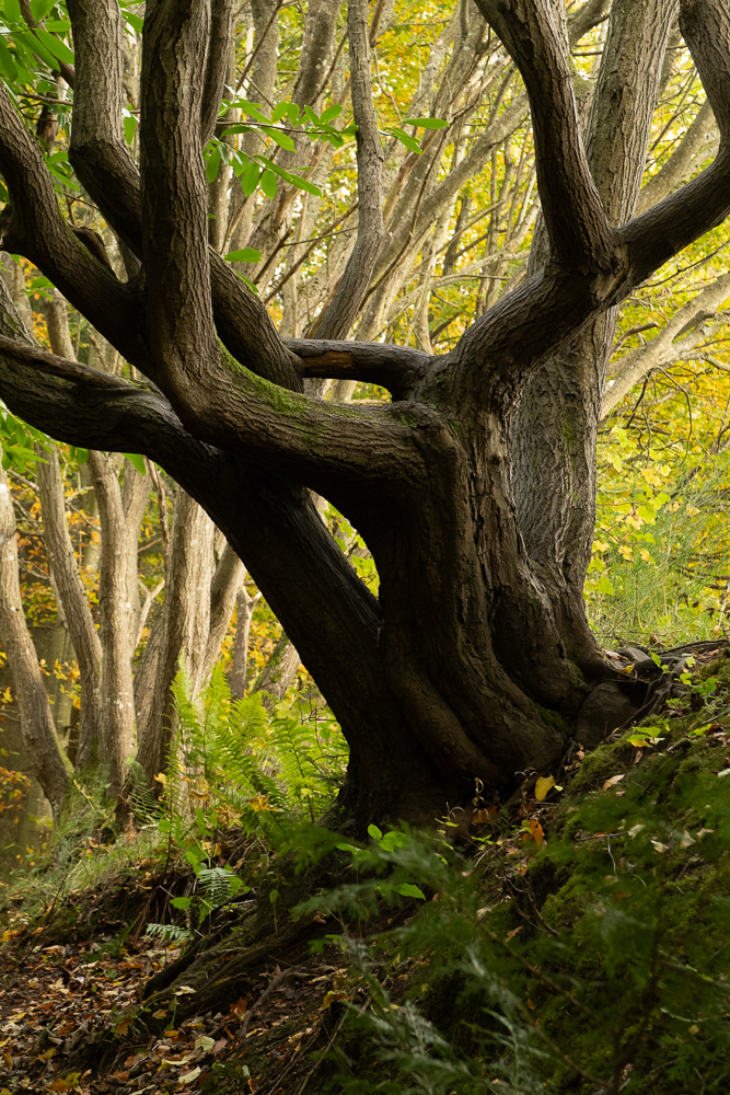 Old tree