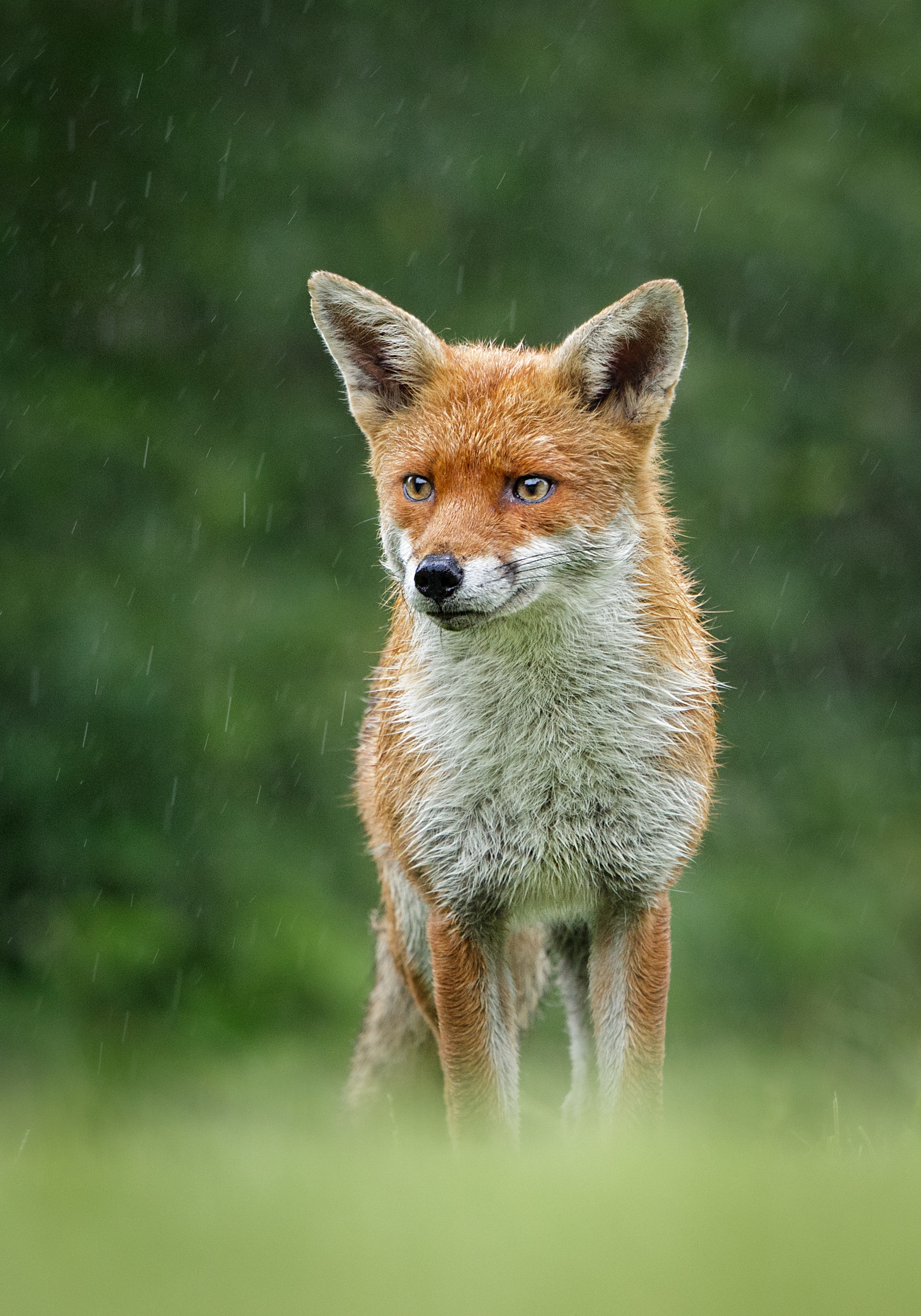 Fox In Rainfall