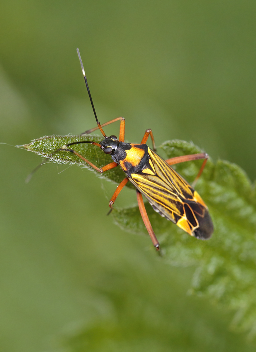 Capsid Bug ( Miris Striatus) By John Bulpitt