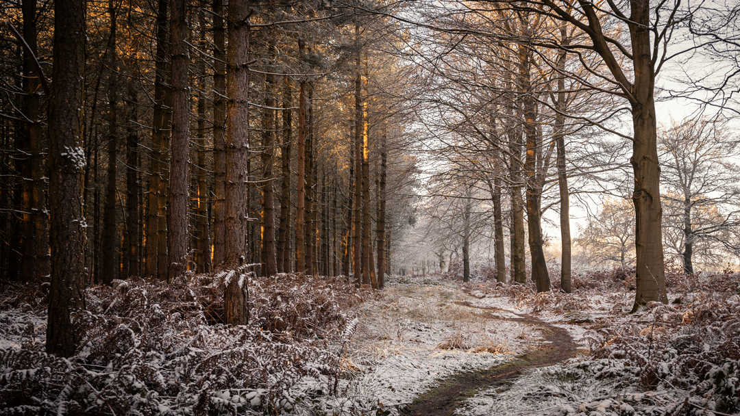  George Hughes LRPS Cannock Chase In Winter
