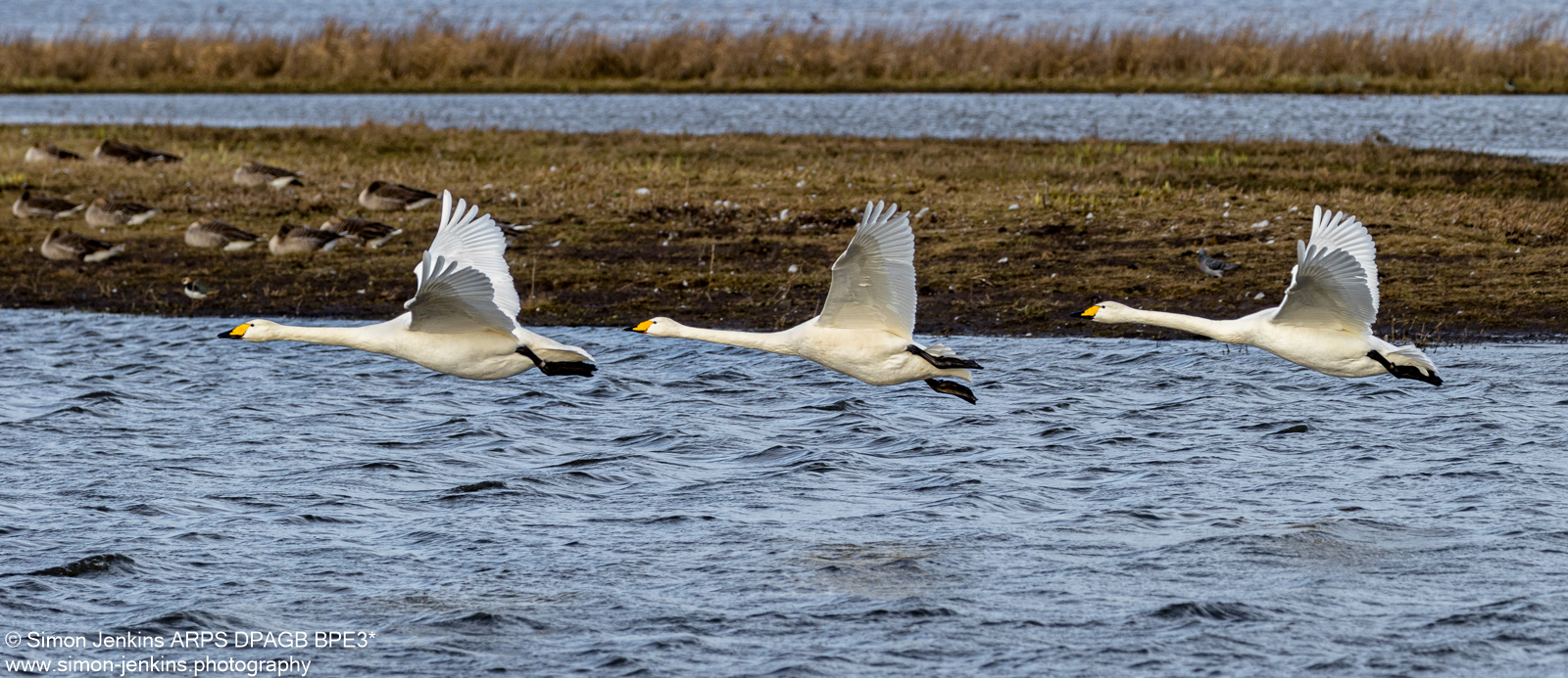 Bewick Swans In Flight By Simon Jenkins