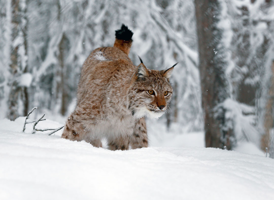 Lynx Lycksele Animal Park