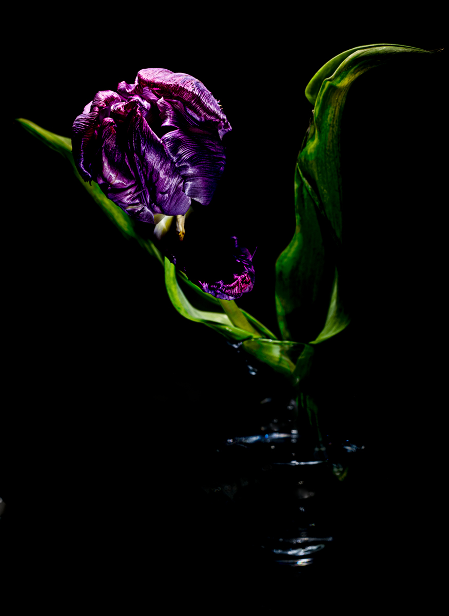 Purple Tulip I