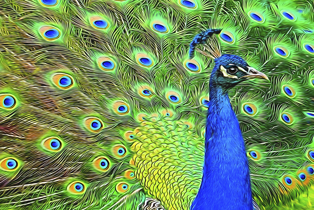 Peacock By John Humphrey 1