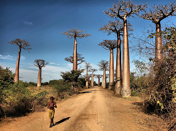 AVENUE OF BAOBABS